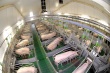 Норвежская компания инвестирует в свинокомплекс в Нижегородской области