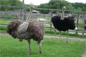 На тульской страусиной ферме появилось первое потомство