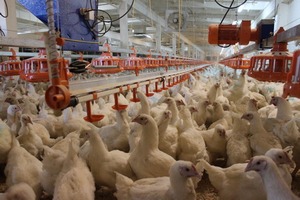 Цех по переработке мяса птицы открыли в Дагестане