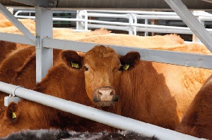 Министры сельского хозяйства ЕС призывают к обеспечению животным еще большего благополучия