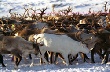 В ЯНАО завершилась кампания по заготовке оленины В ЯНАО завершилась кампания по заготовке оленины