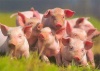 В Мантуровском районе Курской области сотнями гибнут свиньи