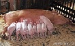 Дорога для «Залесья»