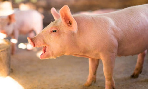 Поголовье свиней на Кубани за год выросло на 17%