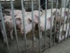 В Энгельсе обсудили готовность района к африканской чуме свиней