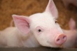 Суд продлил конкурсное производство на алтайском свинокомплексе по ходатайству нового управляющего