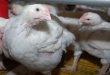 Луганская птицефабрика восстанавливает свою работу