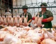 Россия резко увеличила импорт мяса птицы