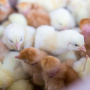 Руанда стремится нарастить производство куриного мяса благодаря вакцинации