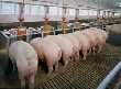 В Бурятии запускают крупнейший в регионе свинокомплекс