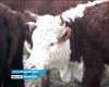Проблемы животноводства в Оренбуржье