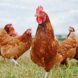 Челябинская область в 2022г потратит из бюджета на развитие птицеводства 120 млн руб Челябинская область в 2022г потратит из бюджета на развитие птицеводства 120 млн руб