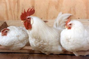  В США научились выращивать мясо из куриных перьев