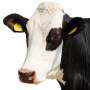 «Мираторг» предложил создать генеалогическую базу крупного рогатого скота