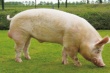 Россельхознадзор подготовил ветсертификат для поставок племенных свиней из ЕС