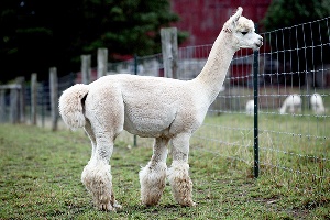 Россия ограничила поставки животных из Греции