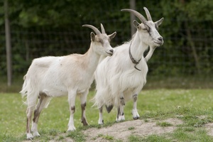 В Подмосковье на 2,4 % увеличилось поголовье коз