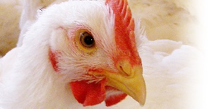 Открылась бесплатная регистрация на международную конференцию «ПТИЦЕПРОМ 2.0/14»