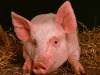 В Адыгее местные производители покрывают потребность рынка в качественной свинине