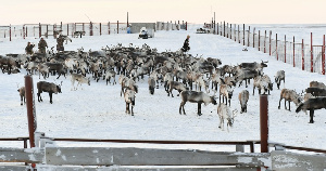 До конца 2019 года на Ямале планируется заготовить 2,4 тысячи тонн оленины