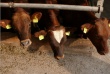 Животноводческий комплекс в Приморье закупил в ФРГ 660 племенных коров на 170 млн рублей