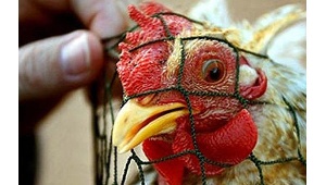 Специалисты выявили третий очаг вируса птичьего гриппа в Японии