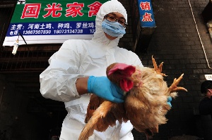 На Тайване продолжается распространение птичьего гриппа