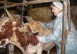 В Мурманской области против бешенства вакцинировано более 31 тысячи голов