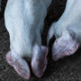 Африканскую чуму свиней обнаружили на предприятии «Агроэко» в Воронежской области