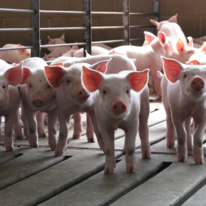 Бывший агробизнес Михаила Абызова меняет владельца