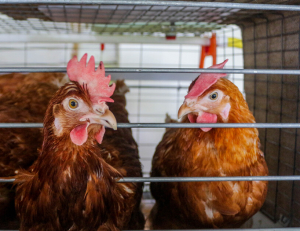 На Боровской птицефабрике отменили карантин, введенный осенью из-за птичьего гриппа