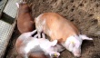 Новый случай инфицирования домашних свиней в Латвии