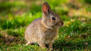 Племенной репродуктор «Кролъ и К°» запустил вторую очередь