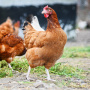 Глава Россельхознадзора назвал «зеленую повестку» одной из причин масштабного распространения гриппа птиц в Европе