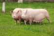В Мурманской области усилен контроль над продукцией свиноводства