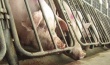 Агентство ИМИТ: Цены на российскую свинину за месяц выросли на 23%