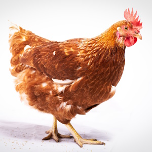 О снятии ограничения на ввоз продукции из Франции