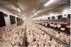 В Подмосковье производство мяса птицы за предыдущие девять лет увеличилось на 39%