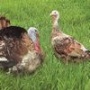 Компания «ЭкоНика» хочет потратить 1,5 млрд рублей на производство мяса индейки под Белгородом