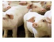 Сокращение свиного поголовья в ЕС выгодно датским производителям