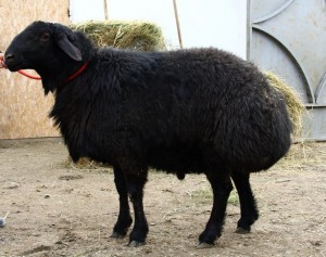 Тюмень: элитным овцам предстоит пережить в Сибири первую зиму