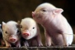 Экспорт свинины из Украины за 9 месяцев сократился в 20 раз – FAO