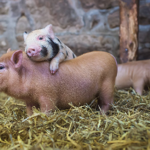 «Сахалинский бекон» расширит площади для спокойствия свиноматок