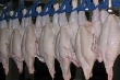 Цены падают – импорт растет. На 85% увеличились зарубежные поставки мяса птицы в Россию в 2013 году
