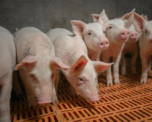 «Агроэко» запустила свинокомплекс в Тульской области