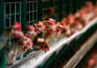 Суд разрешил свердловским АПК регистрировать помет как продукцию