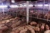 «Пензенская зерновая компания» начнет проект по строительству свиноводческого комплекса