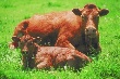 В Темниковском районе Мордовии приступают к разведению абердино-ангусской породы крупного рогатого скота
