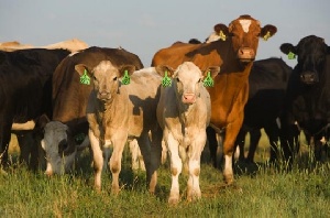 Коровам в Амурской области начали вживлять чипы и вешать бирки