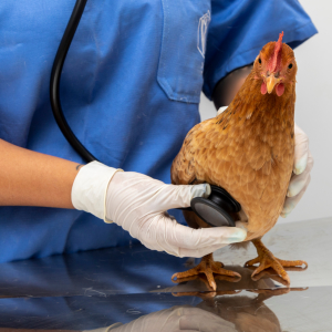 На птицефабрике в Нидерландах забито 53 000 цыплят из-за птичьего гриппа